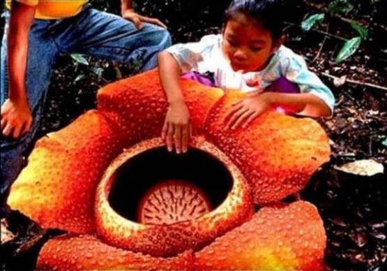 Dünyanın en büyük çiçeği Avustralya'da yetişir ve Rafflesia ArnoldII ismiyle bilinir. Büyüdüğünde ebatları bir şemsiye kadardır.