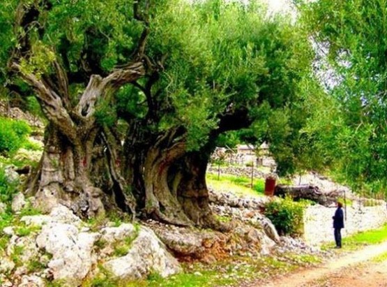 En uzun yaşayan ağacın genelde çınar olduğunu biliriz; ancak bir zeytin ağacının 1500 sene yaşadığını size söylesek?
