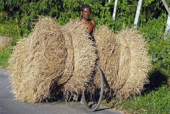 Hindistan’ın Tripura şehrinde bisikletiyle saman taşıyan çiftçinin bisikletini görmek neredeyse imkansız.