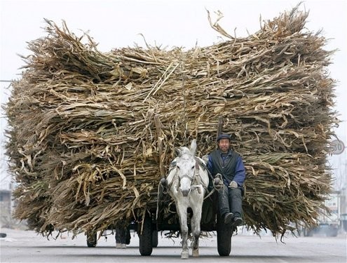 Çin’in Guye şehrinde kuru odun parçacıkları ile dolu at arabasını süren bir çiftçi.