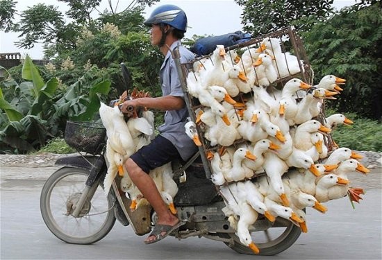 Bu motor üstüne bağlanmış ördek topağının kaderi Vietnam’ın Hanoi kentindeki bir pazar yerine gitmek.