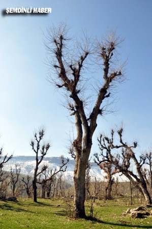 Fotoğraflar: Azer DEMİR - Yaşar KAPLAN