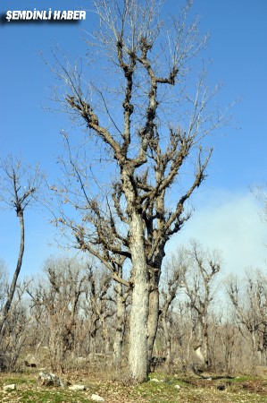 Fotoğraflar: Azer DEMİR - Yaşar KAPLAN