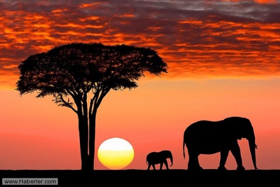 Vahşi Yaşamın Kalbi Masai Mara