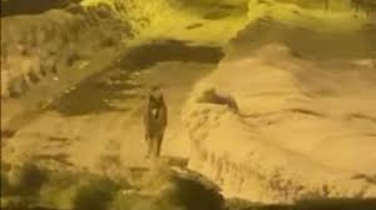 Yüksekova'da yaralı aç kurt, ilçe merkezine inip, yiyecek aradı