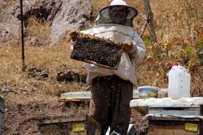 Üniversite mezunu kadın arıcı, 70 arı kovanından 500 kilo bal verimi elde etti