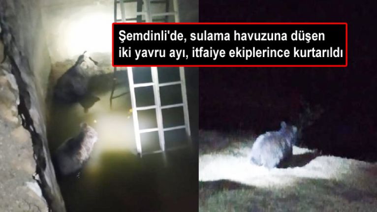 Şemdinli'de, sulama havuzuna düşen iki yavru ayı, itfaiye ekiplerince kurtarıldı