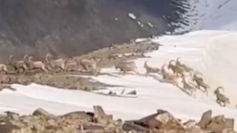 Yüksekova'da sürü halinde dağ keçisi görüntülendi