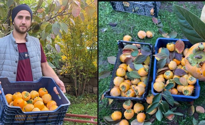 Derecik'te Trabzon Hurması Hasadı Başladı