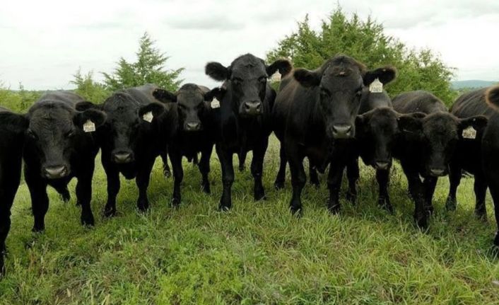 Hakkari’de 101 Yetiştiriciye Damızlık Hayvan Verilecek