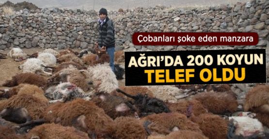 Ağrı'da Kurt Sürüsü 200 Koyunu Telef Etti 