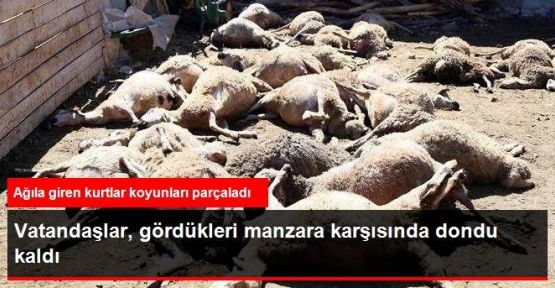 Antalya'da Ağıla Giren Kurtlar 13 Koyunu Telef Etti
