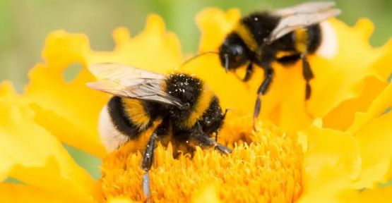 Brezilya'da 500 milyondan fazla arı öldü