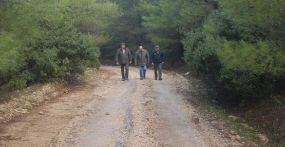 Bu kez İzmir'de RES için 1000 ağaç kesiliyor