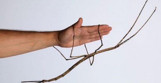Çin'de dünyanın en uzun böceği bulundu