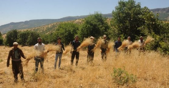 Derecik'te 37 derece sıcaklıkta buğday hasadı