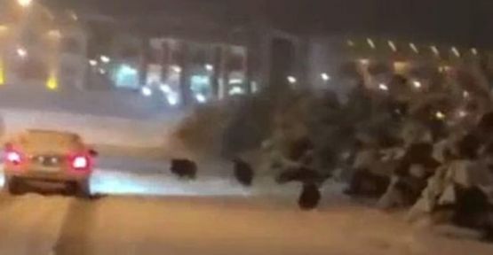 Domuz sürüsü üniversite kampüsüne girdi