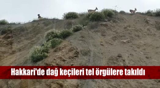 Hakkari'de dağ keçileri tel örgülere takıldı