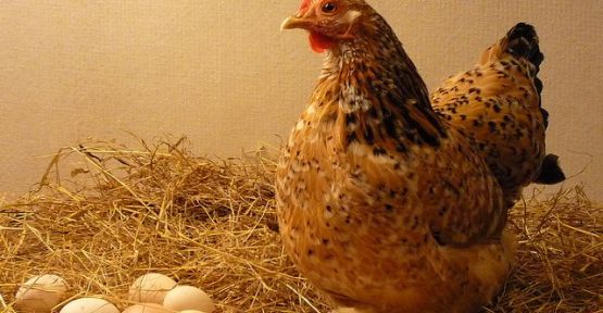 Kanser ve hepatit tedavisi için ‘Altın Yumurtlayan’ tavuk geliştirildi