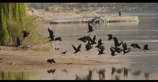 Kelaynak kuşları Palmira'da mahsur kaldı!