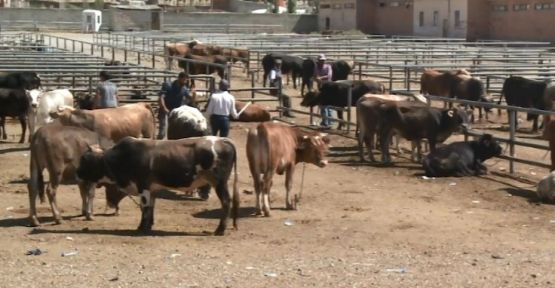 Özalp'te hayvan pazarı kapatıldı