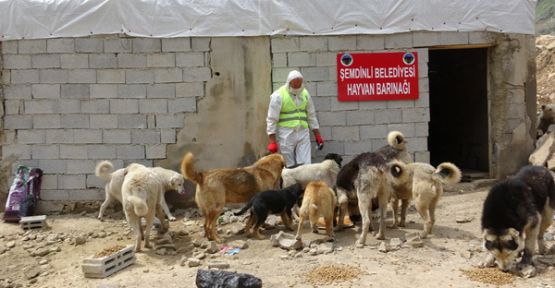Şemdinli Belediyesi sokak hayvanları unutmadı