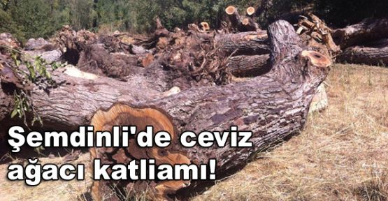 Şemdinli'de ceviz ağacı katliamı!