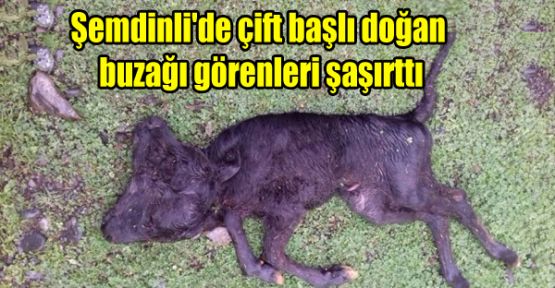 Şemdinli'de çift başlı doğan buzağı görenleri şaşırttı