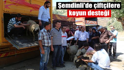 Şemdinli'de çiftçilere koyun desteği!