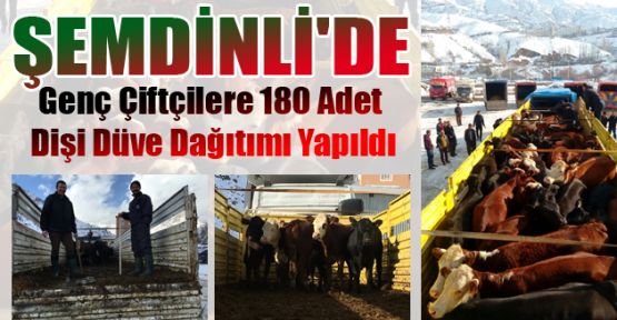 Şemdinli'de 30 çiftçiye 180 büyükbaş hayvan dağıtıldı