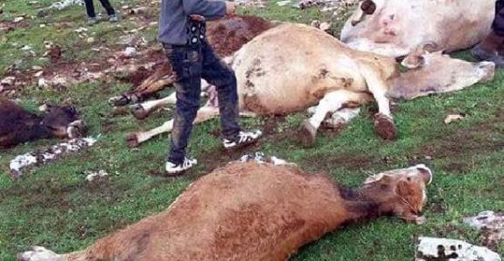 Sürüye yıldırım düştü; 15 inek telef oldu