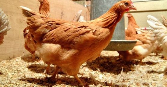 Tavuklar birlik olup kümese giren tilkiyi öldürdü