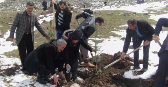 Tendürek'te fidan festivali 2 hafta gecikmeyle yapılabildi