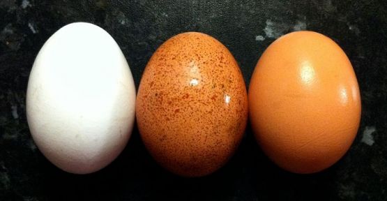 'Türkiye'de de zehirli yumurta bulundu'