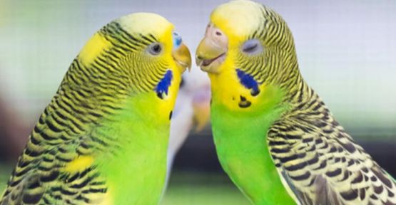 Van Cezaevi'nde dişi kuşa yasak... Gerekçe: Çiftleşebilirler