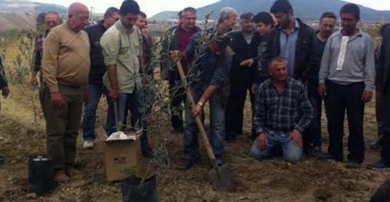 Yırca'da sökülen 6 bin zeytin ağacının yerine yenileri dikildi