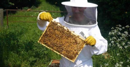Zirai ilaçlar arıların ölümüne yol açıyor 