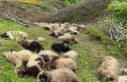 Ayıların saldırdığı sürüde 76 koyun öldü,...