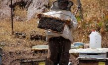 Üniversite mezunu kadın arıcı, 70 arı kovanından 500 kilo bal verimi elde etti