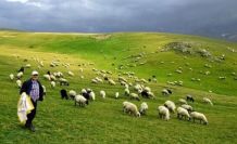 Hakkari'de sabıka kaydı olanlar çoban da olamayacak!