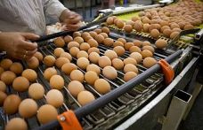 Yumurtanın fiyatı bir yılda ikiye katlandı: Tanesi 4 lira