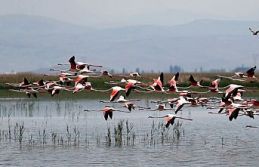 Yüksekova Nehil Sazlığı, ilk kez flamingoları...