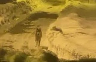 Yüksekova'da yaralı aç kurt, ilçe merkezine...