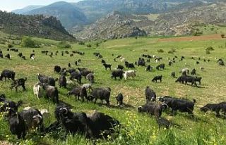 Öztürk: Keçiler orman yangınlarının büyümesini...