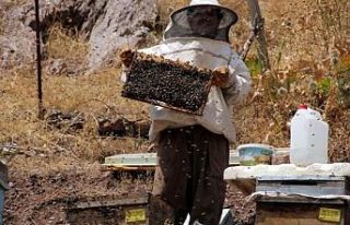 Üniversite mezunu kadın arıcı, 70 arı kovanından...