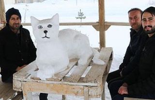 Kardan 'Van kedisi' de yaptılar