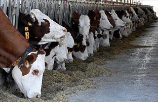 Et fiyatlarında şap korkusu: 'Aşılama hızlandırılmalı'