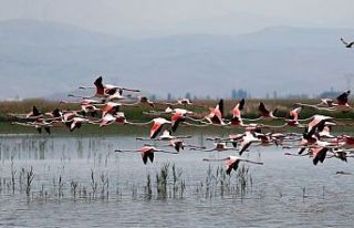 Yüksekova Nehil Sazlığı, ilk kez flamingoları...