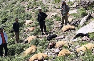 Yüksekova Doski Vadisi’nde uçurumdan atlayan çok...