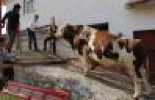 65 Bin TL'lik, İki Ton Ağırlığındaki Boğa,...
